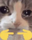 cat_uwu_meoww