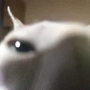 cat_guh