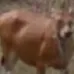 cowdog