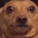 shookdog