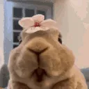 NomNomBunny