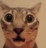 whar_cat
