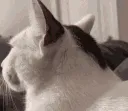 gulp
