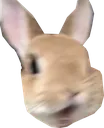 BnuyPog