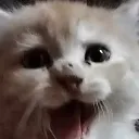 shockedkot shockedkot