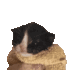 KittenMeow Discord Emoji