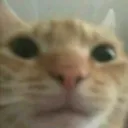CatStare