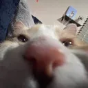 lurker