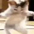 memeified_catdance