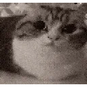 catboom