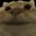a_cat_nod