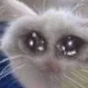 meomeo_huhu