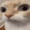 catsideeye