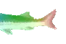 JoelRainbow2 JoelRainbow2