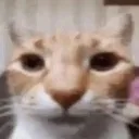 reaction