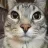 cat_silly