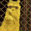 ccgg_raccoonvibe Discord emoji
