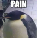 DA_painPenguin