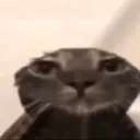 catmeow