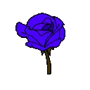 roseviolet