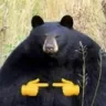 bearunless