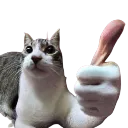 catto_agreed