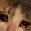 Catsad catsad Discord Emoji