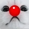 cat2