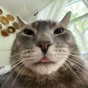 Catlol catlol Discord Emoji