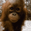 orangutankiss2 Discord emoji