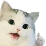 catOkay catOkay