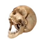 skull_aaaskull Discord emoji