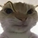 cat_eyebrow