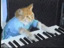 pianocatgif