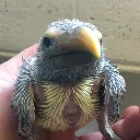 toucan_whar
