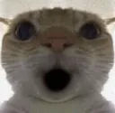 catpog