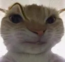 catsus