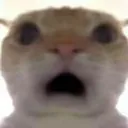 catshock