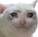 sadcat Discord Emoji