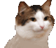 catWiggle Discord emoji