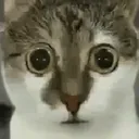 CatGobble