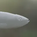 fishhead