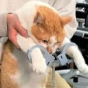 cathandcuffs Discord sticker | Adultcord 🧿