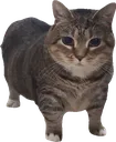 c_cat