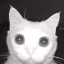 CatStare