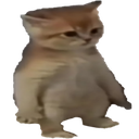 Cat Discord emoji