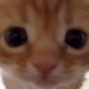 Cat_Stare Cat_Stare