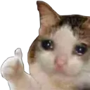cat_yes