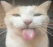 Bleh