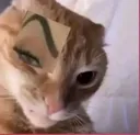 suscat